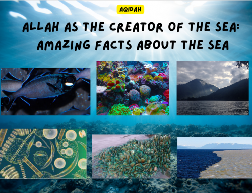 Allah as The Creator of The Sea : Amazing Facts about The Sea